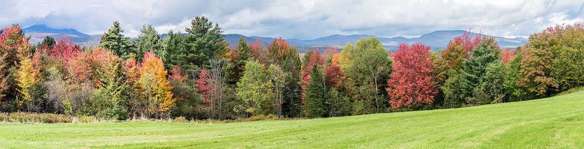 Forest Landscape