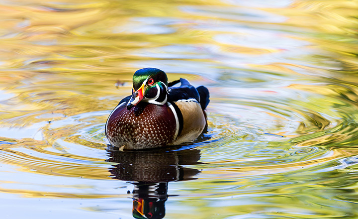 Duck in Lake